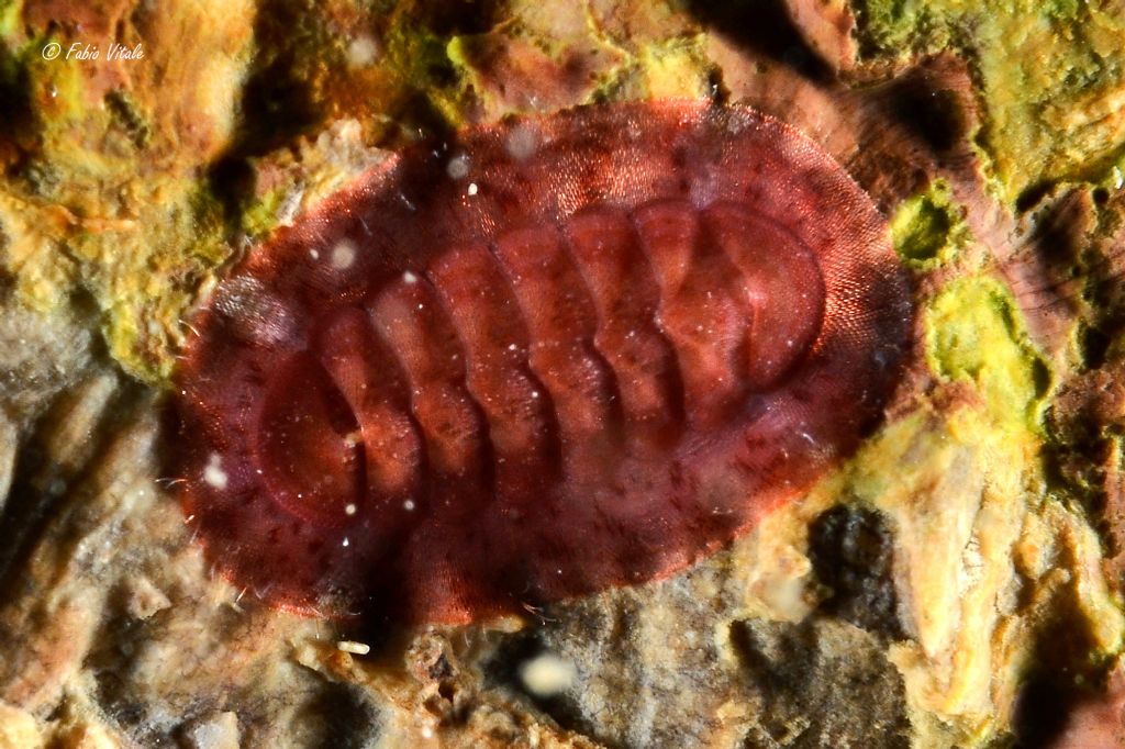 Ischnochiton rissoi ?